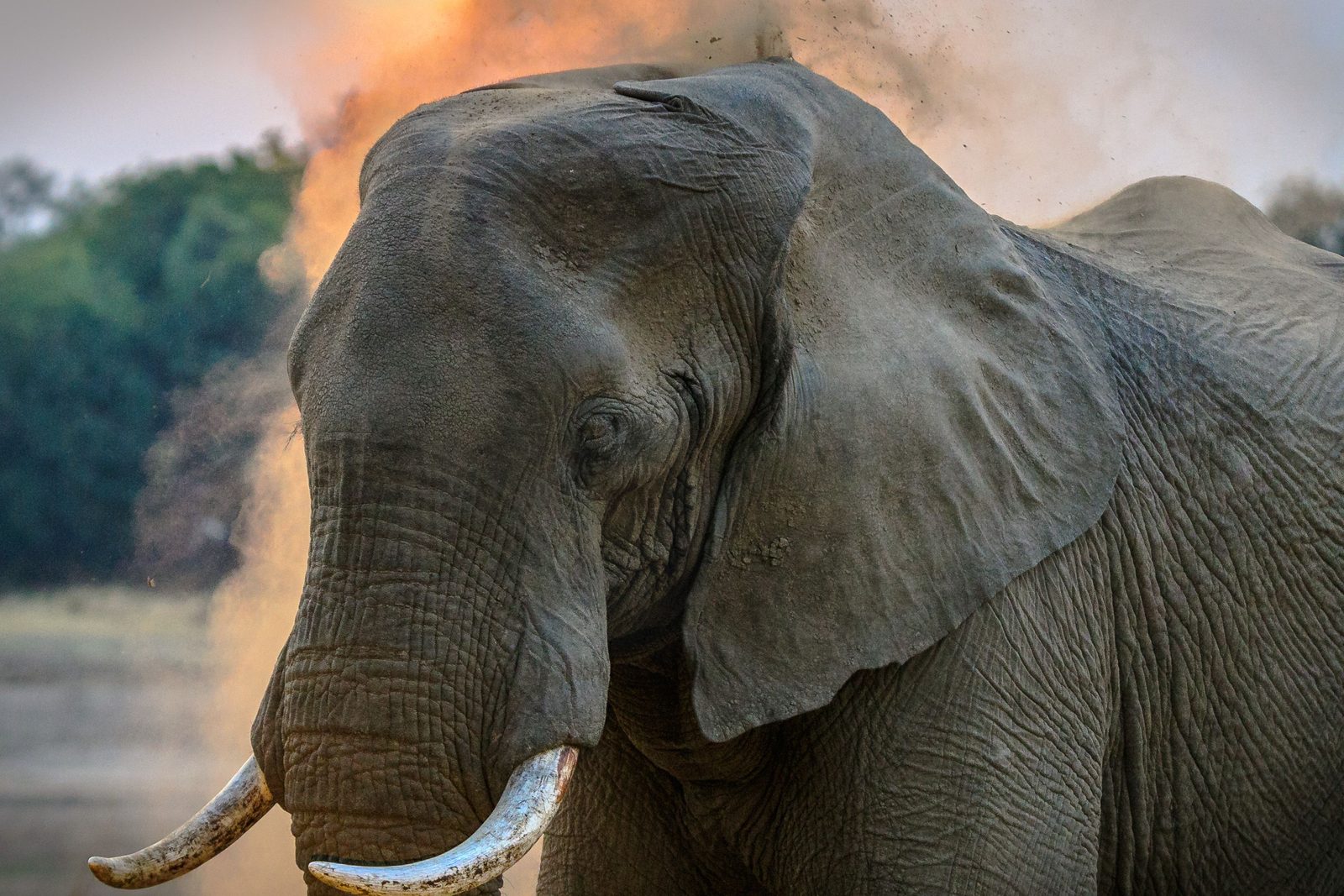 Kudde savanne-olifanten steekt de Chobe-rivier over in Botswana tijdens het droge seizoen
