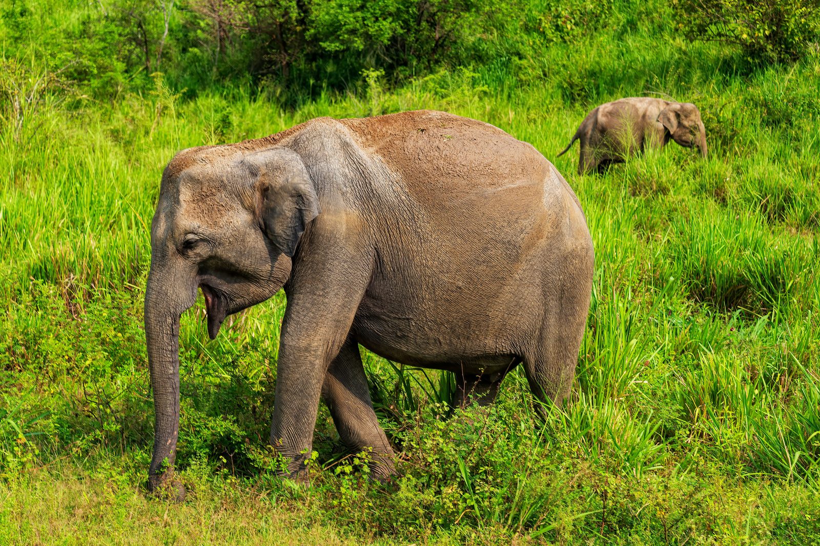 Kudde Aziatische olifanten aan het meer van Minneriya in Sri Lanka
