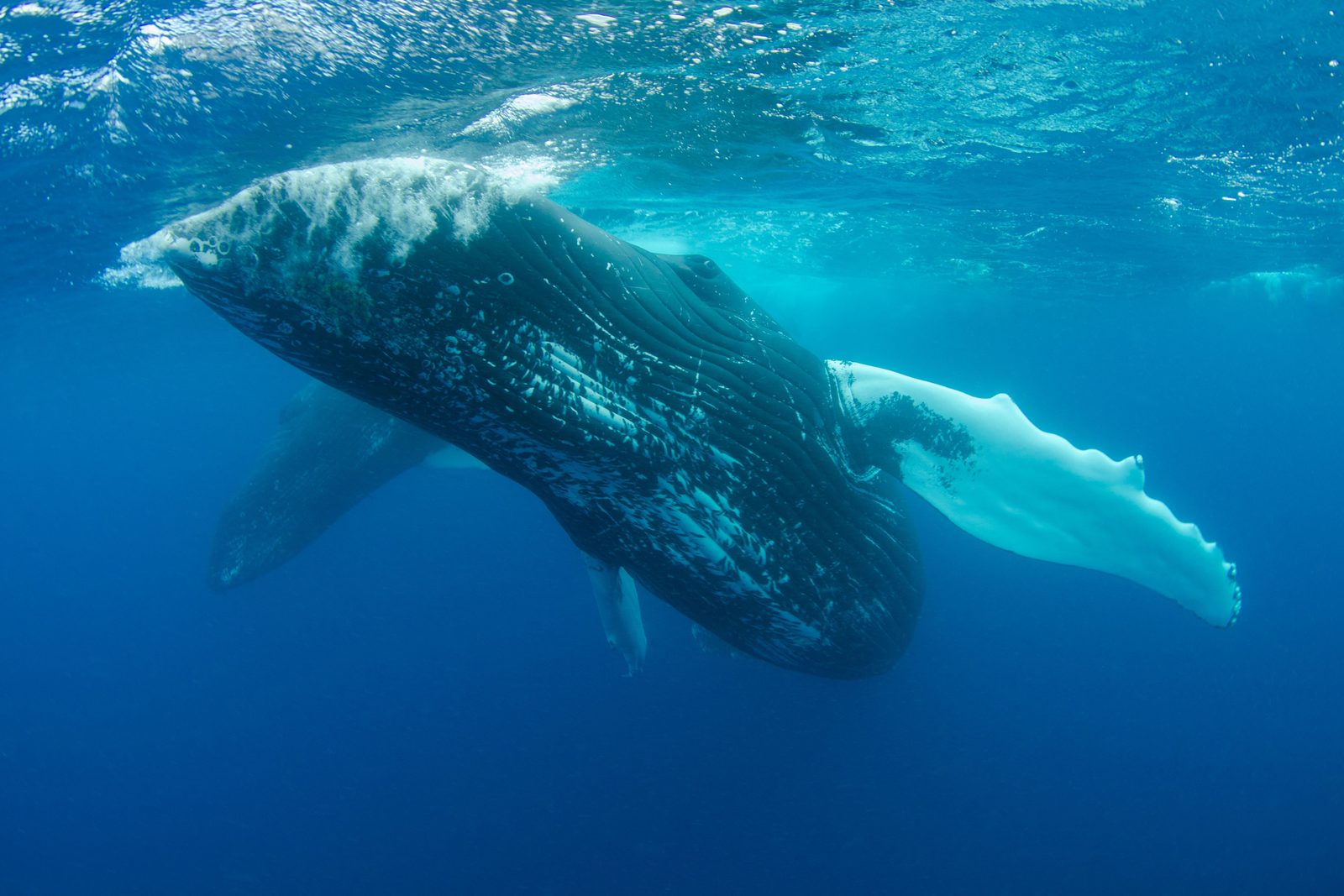 Bultrug springt volledig uit het water voor de kust tijdens een walvissafari