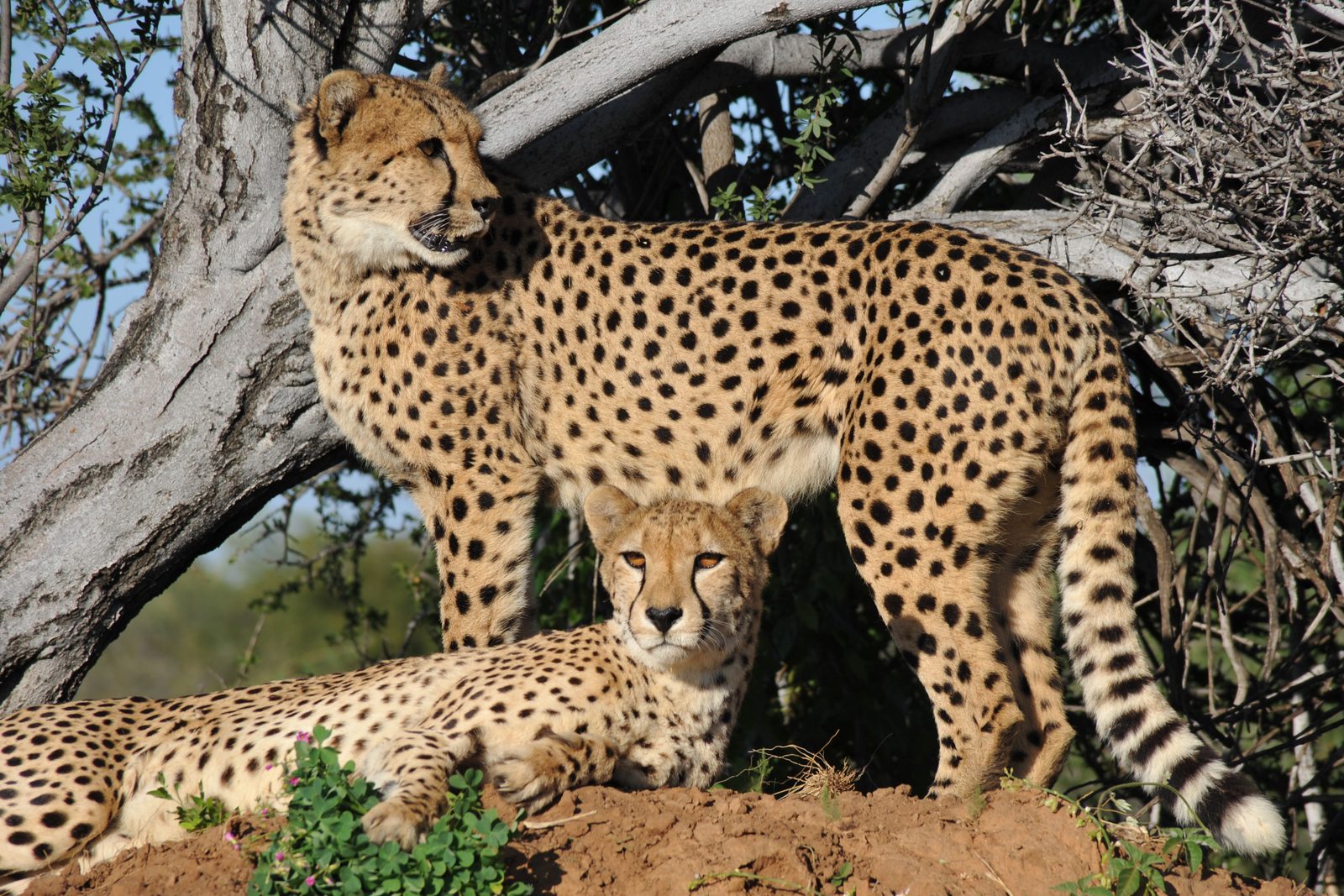 Cheeta zit op een termietenheuvel en kijkt uit over de Masai Mara
