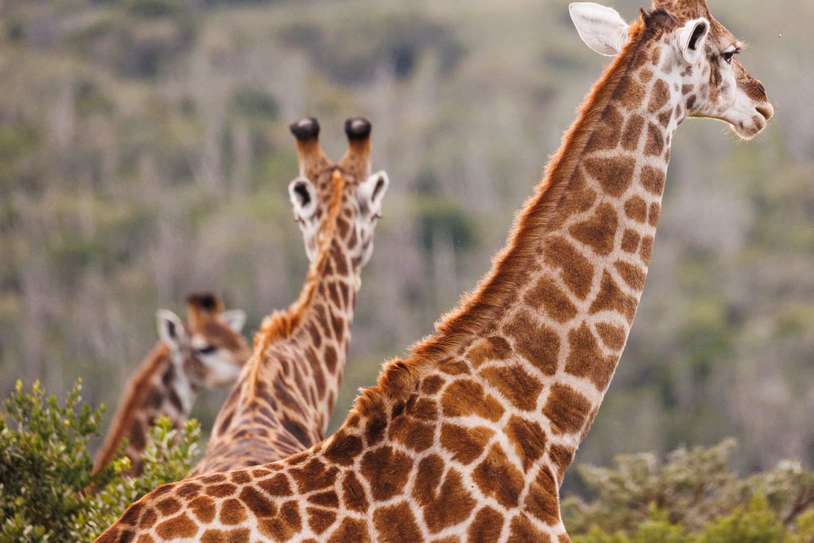 Netgiraffe tussen acacia's in Samburu, Kenia