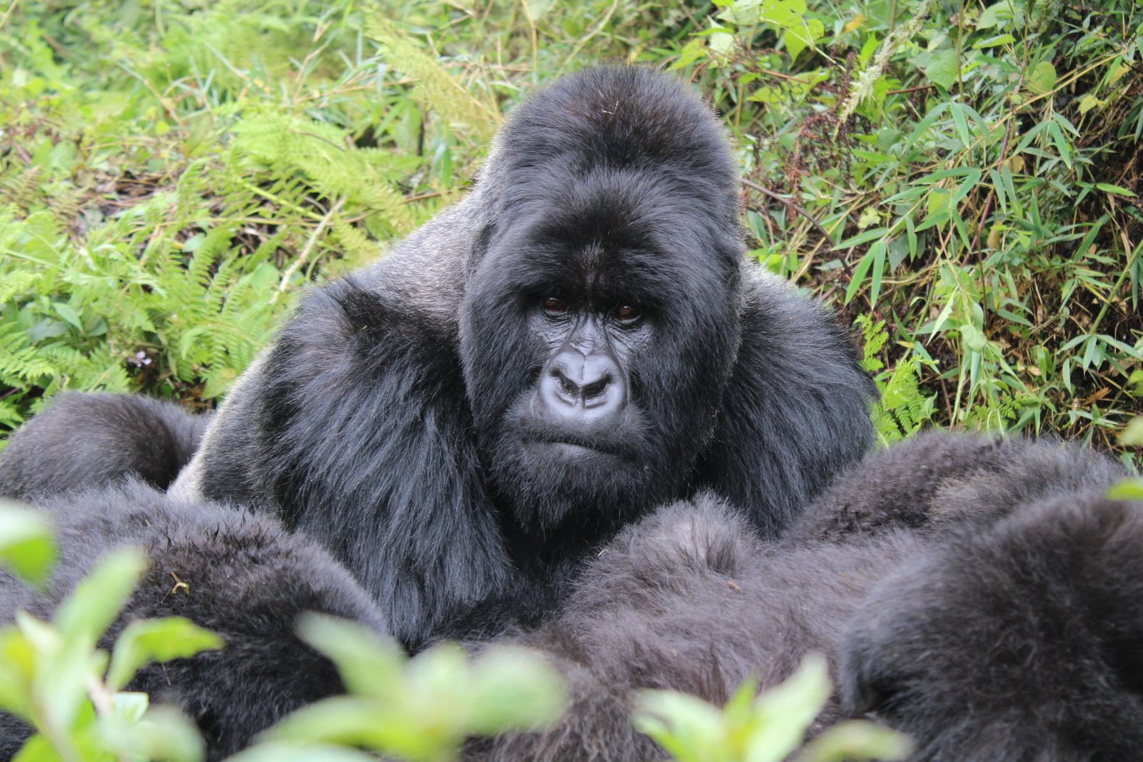 Zilverrug berggorilla eet bladeren in het bamboebos van Volcanoes National Park, Rwanda