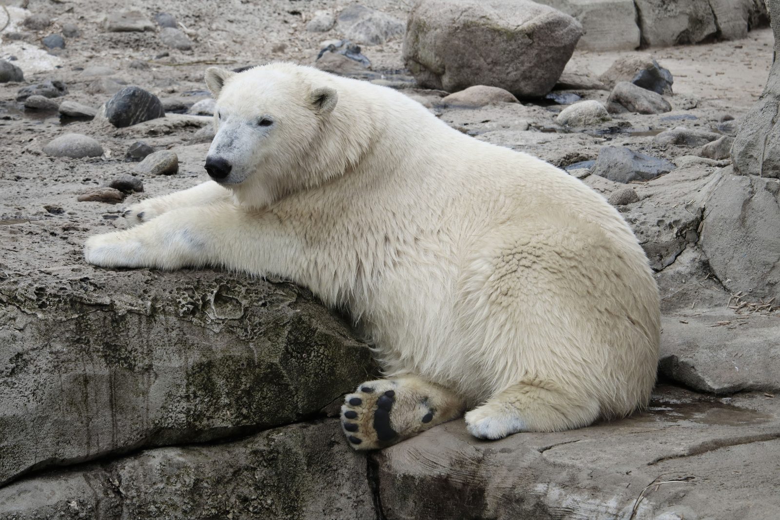 IJsbeer loopt over pakijs aan de rand van het zeeijs bij Spitsbergen