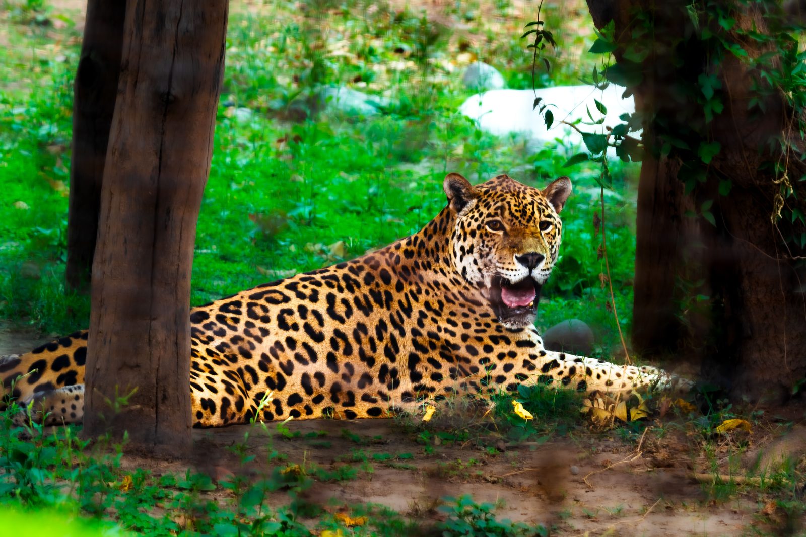 Jaguar (Panthera onca) in het wild