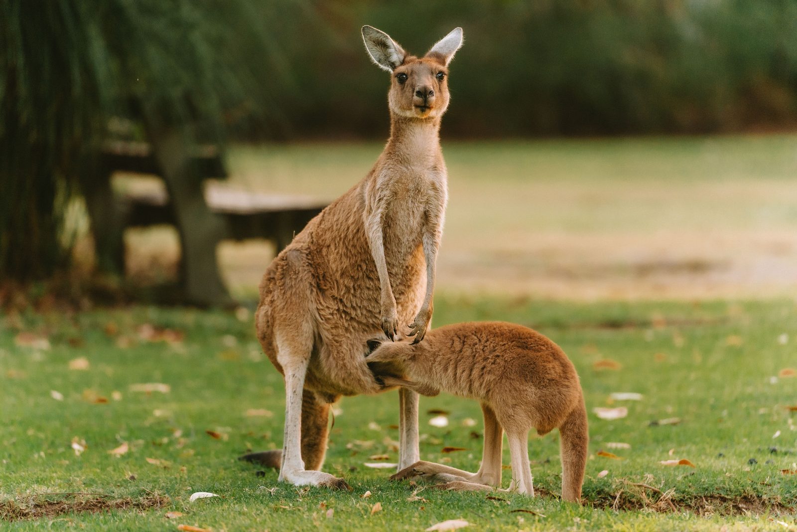 Groep grijze reuzenkangoeroes graast in het ochtendlicht in de Grampians