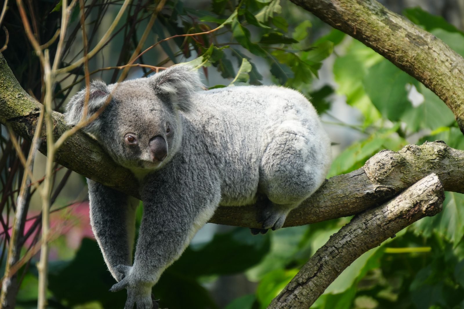 Koala slaapt in de vork van een eucalyptusboom in de Great Otway