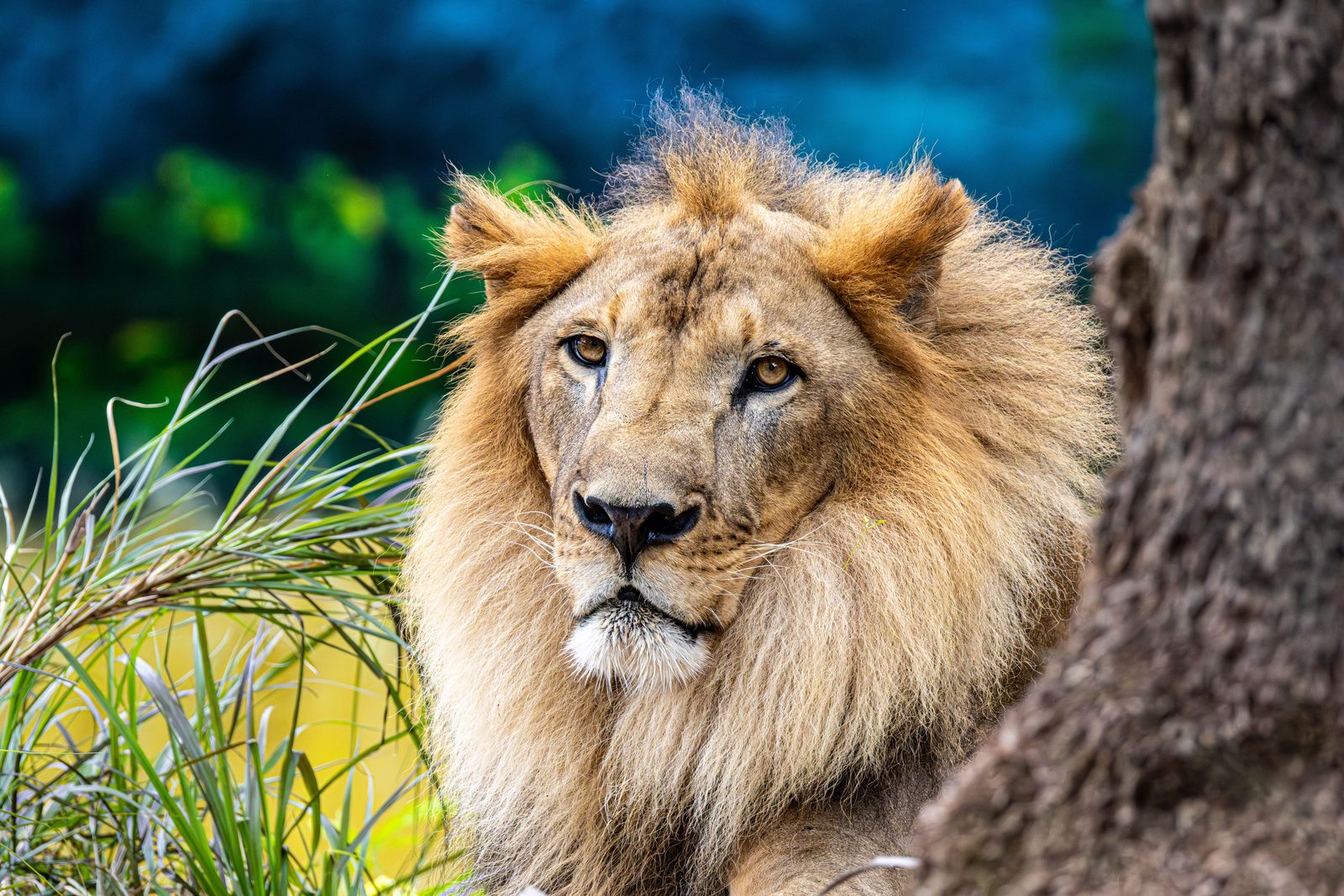 Mannetjesleeuw met volle manen rust in het gouden ochtendlicht van de Masai Mara, Kenia
