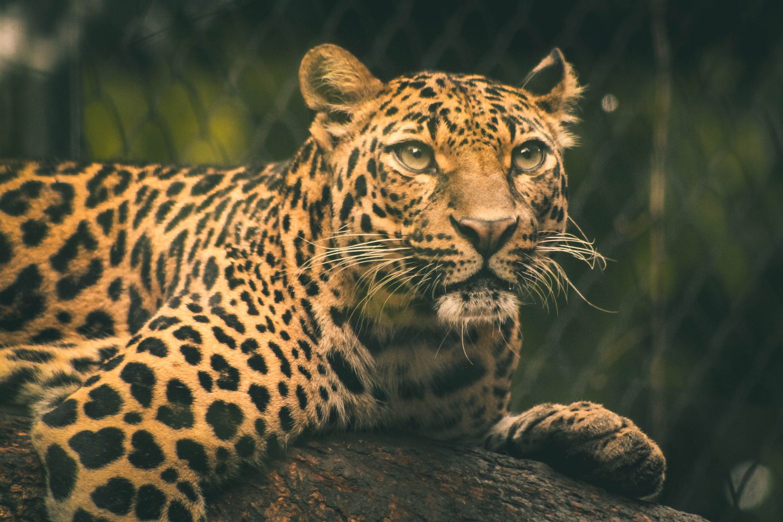 Luipaard ligt op een dikke tak in een marulaboom in Sabi Sands, Zuid-Afrika