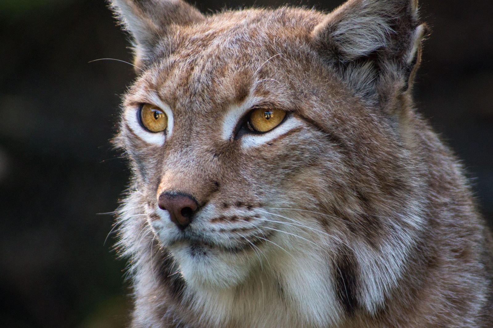 Iberische lynx ligt op een rots in de ochtendzon in de Sierra de Andújar