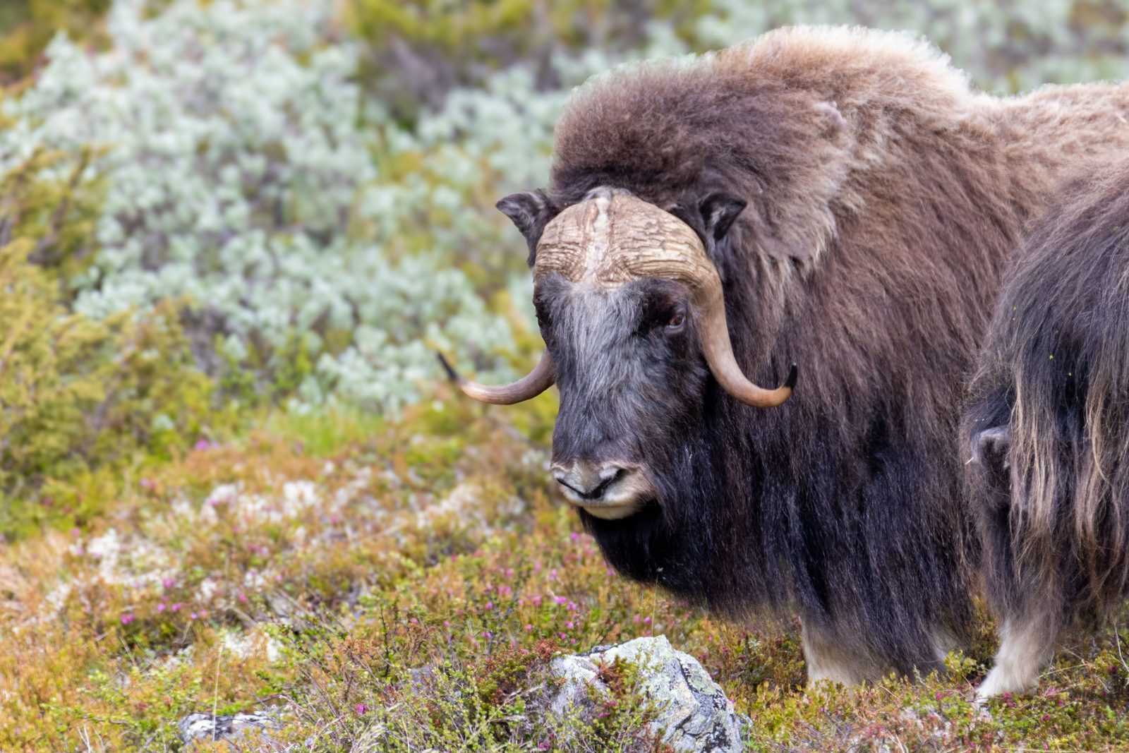 Kudde muskusossen op de hoogvlakte van Dovrefjell in Noorwegen