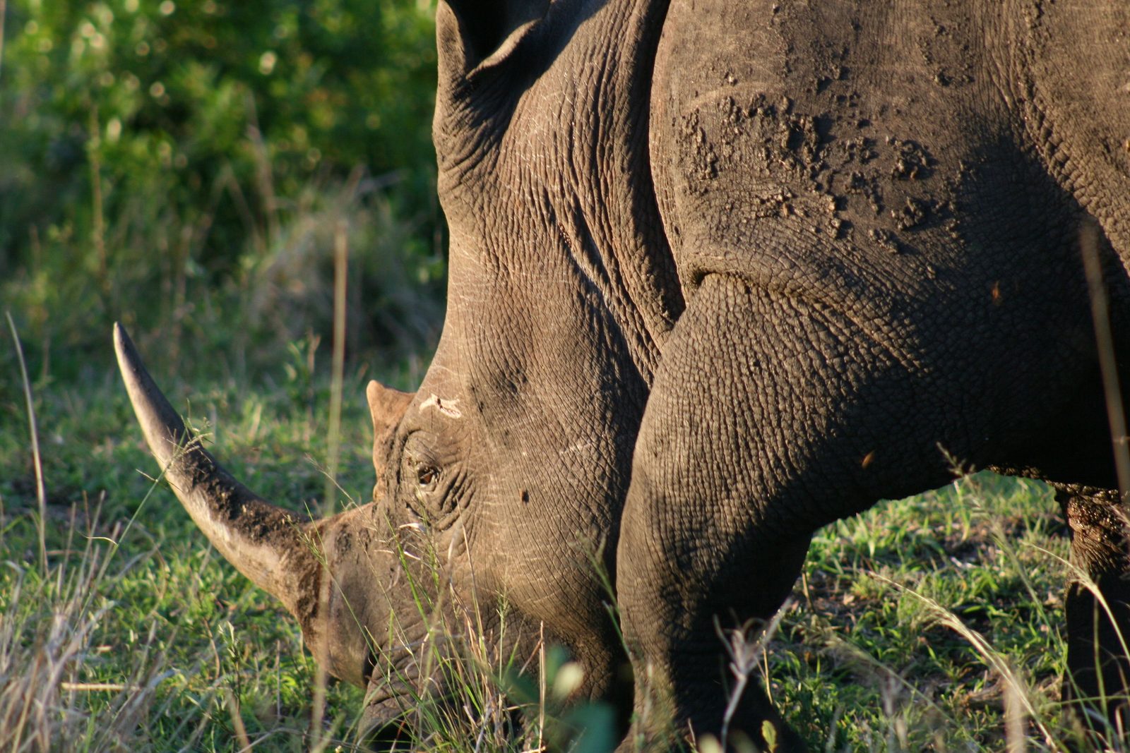 Witte neushoorn graast met zijn jong op een grasvlakte in Zuid-Afrika