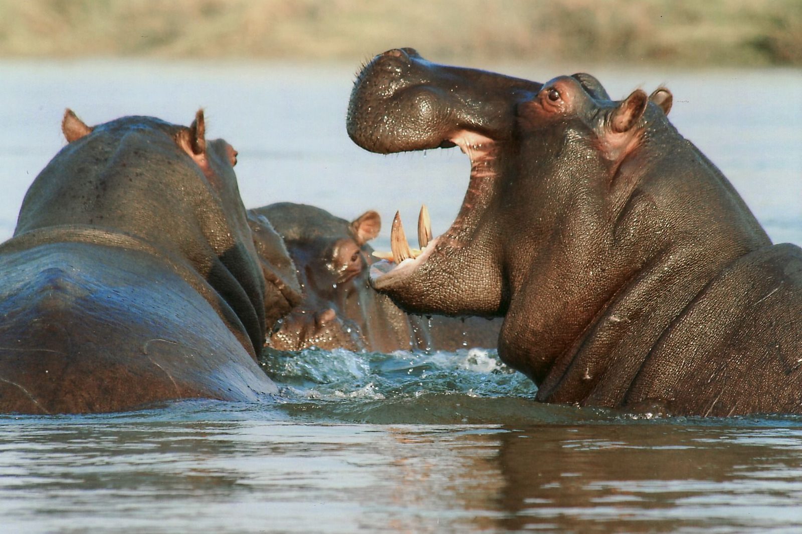Groep nijlpaarden in een slinkende poel van de Luangwa-rivier in Zambia