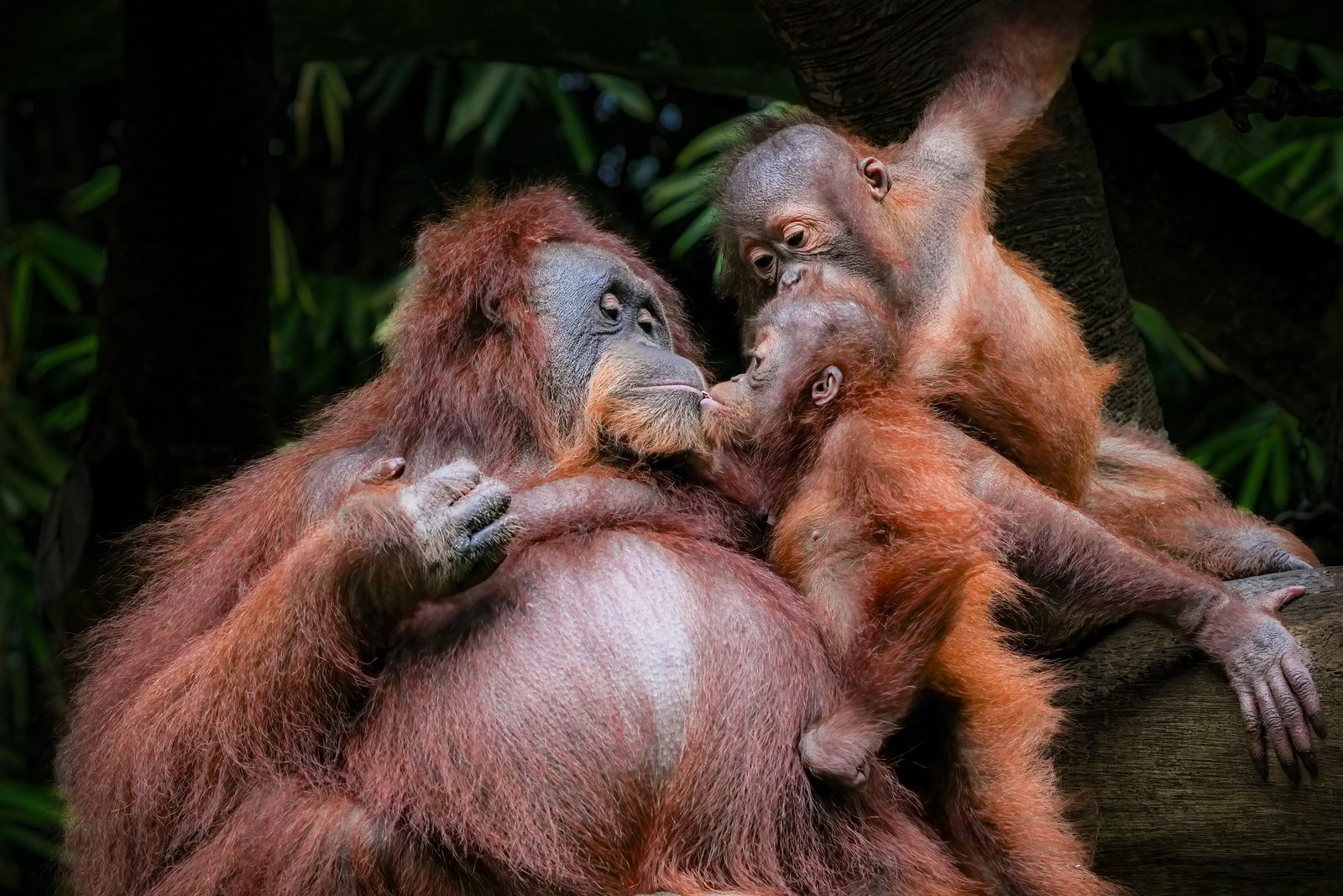 Wilde orang-oetan klimt door de boomkruinen van het regenwoud in Danum Valley, Borneo