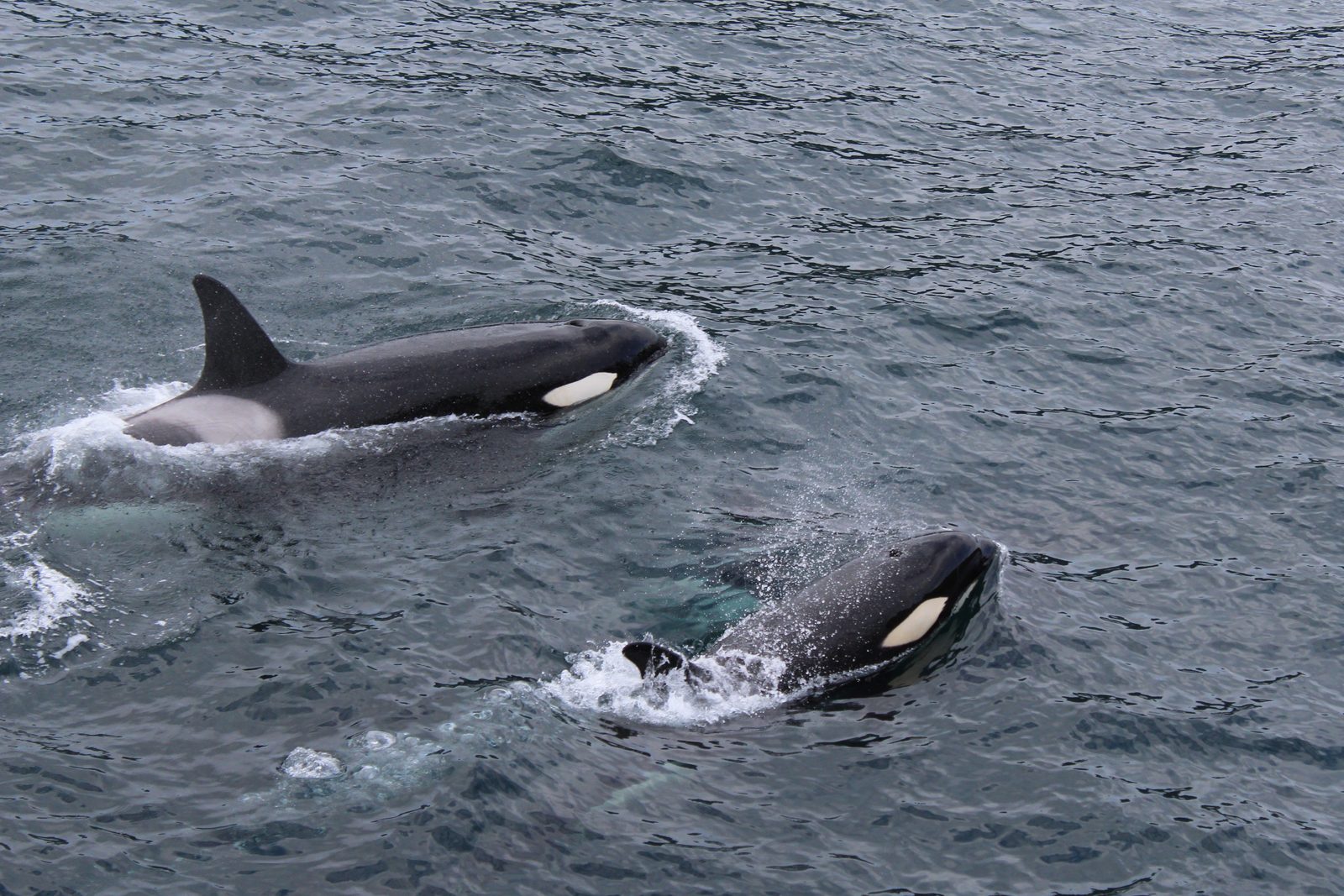 Orka met hoge rugvin doorklieft het water van een Noorse fjord tijdens het blauwe winterlicht