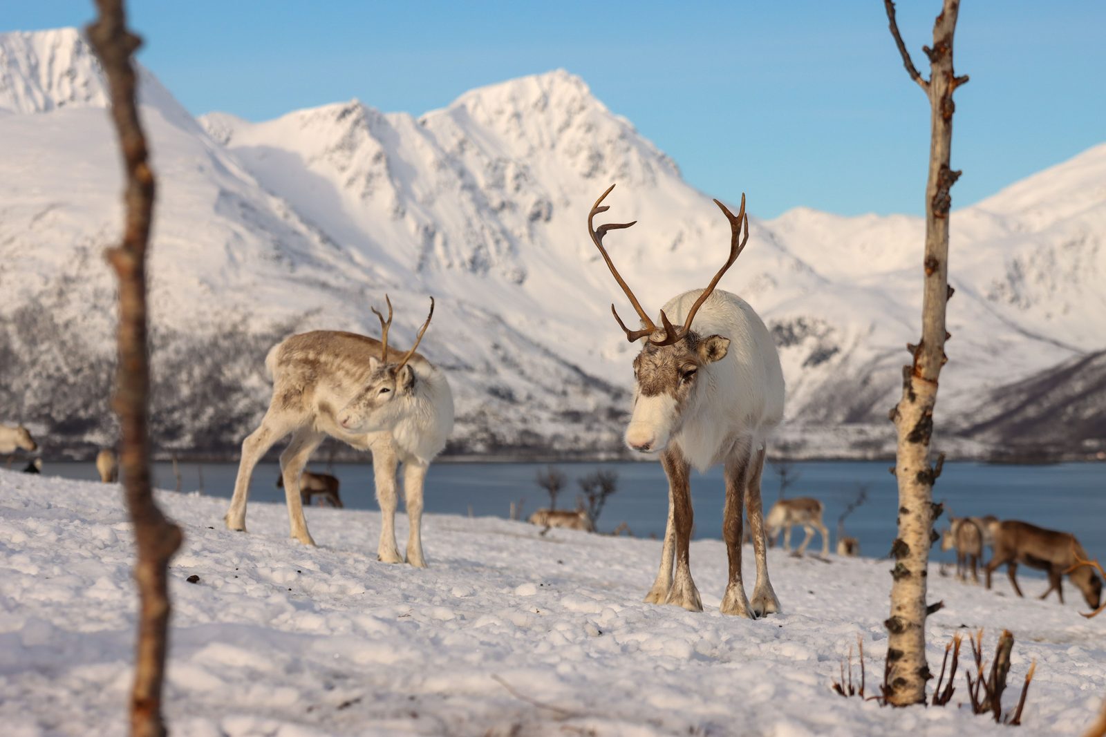 Kudde rendieren in de sneeuw in Lapland