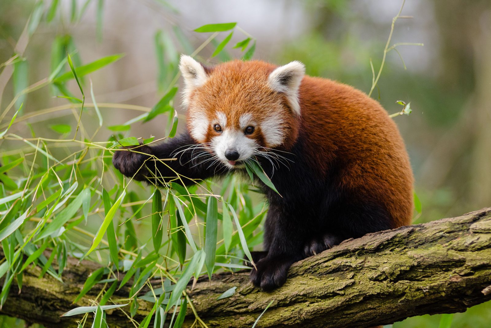 Rode panda ligt opgerold op een bemoste tak in Oost-Nepal