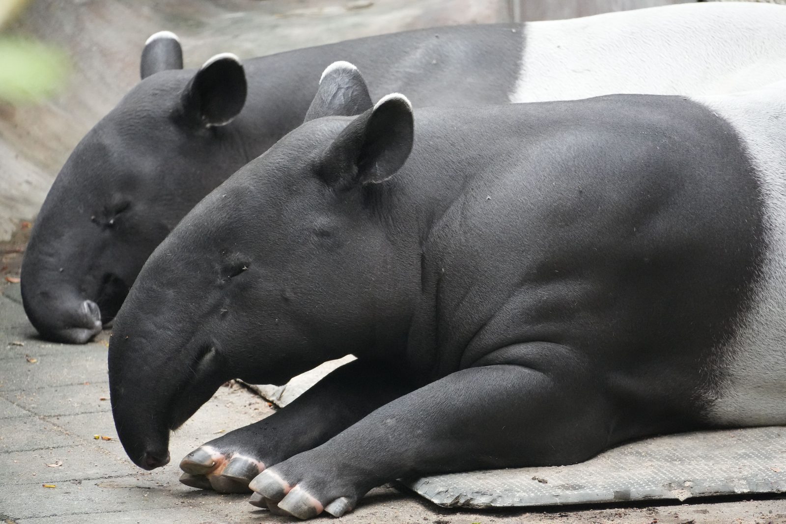 Bairds tapir in een modderpoel in Corcovado, Costa Rica
