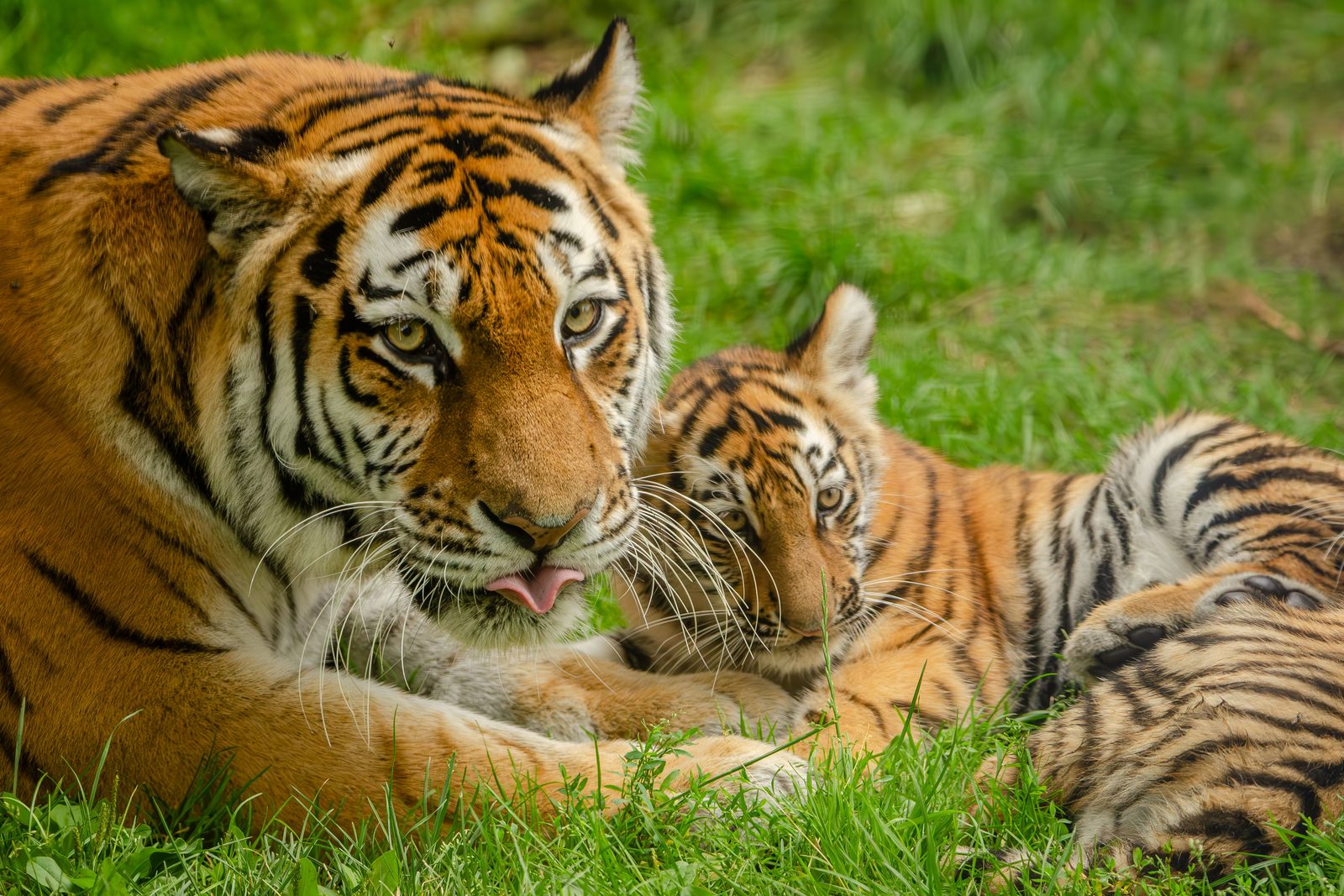 Bengaalse tijger loopt over een zandpad in Bandhavgarh National Park, India