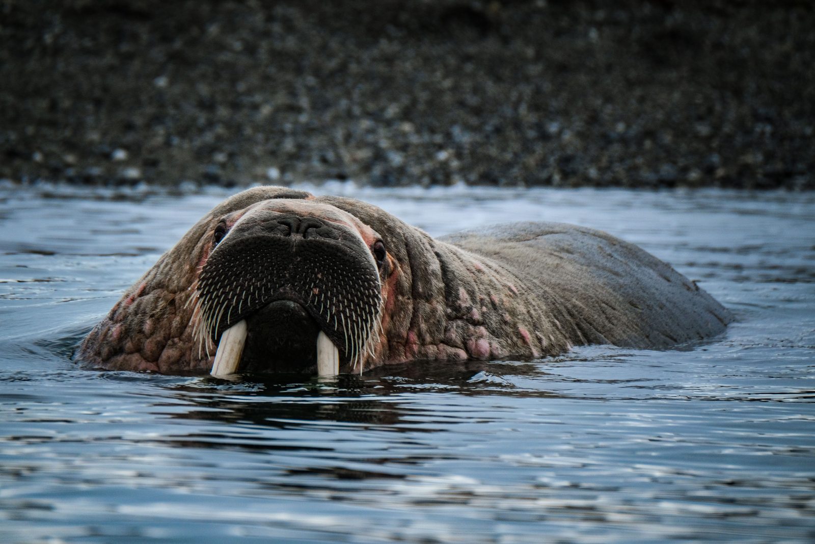 Groep walrussen ligt op een strand op Spitsbergen
