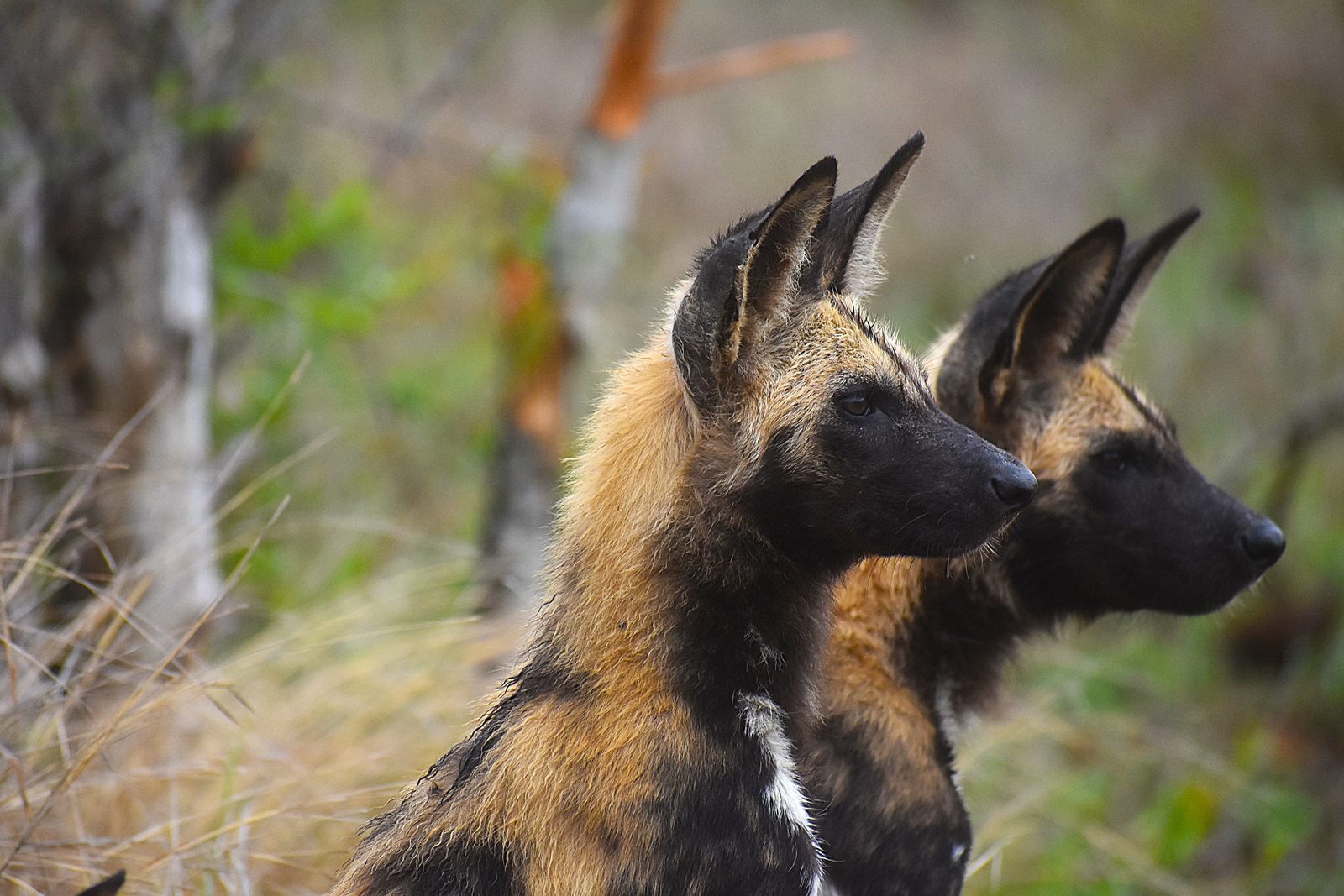 Roedel Afrikaanse wilde honden rust in de schaduw in Botswana