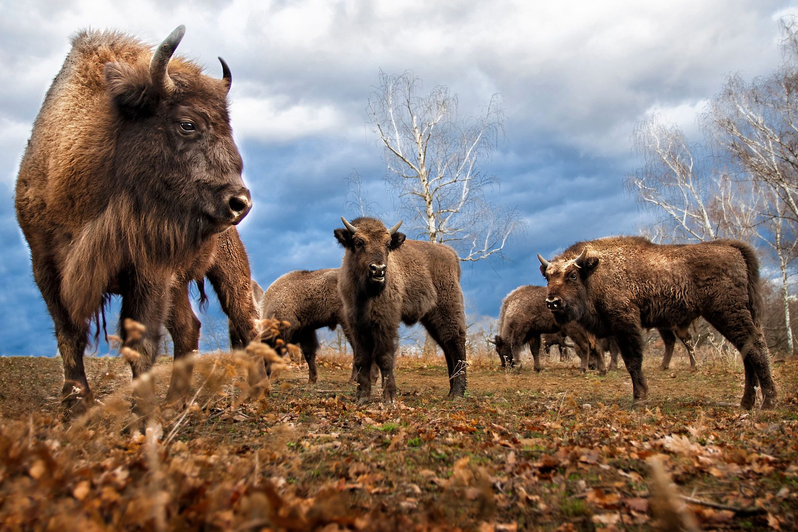 Wisent staat aan de bosrand op een berijpte weide in Białowieża