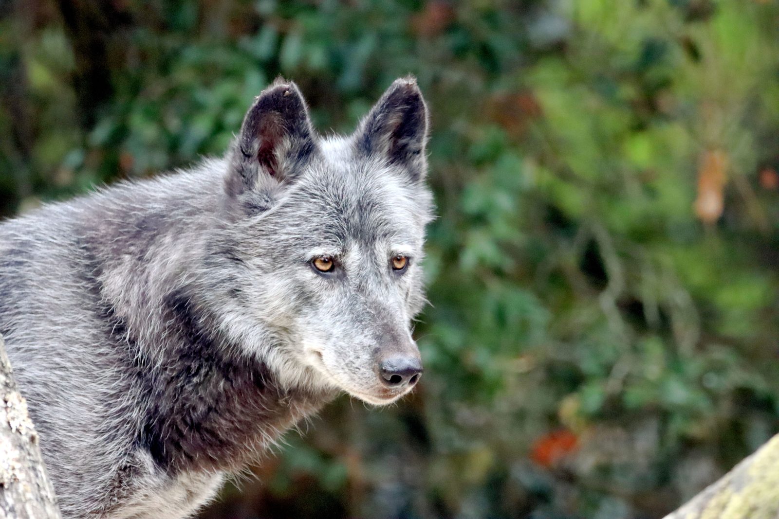 Wolf draaft over een besneeuwde vlakte in de Lamar Valley, Yellowstone