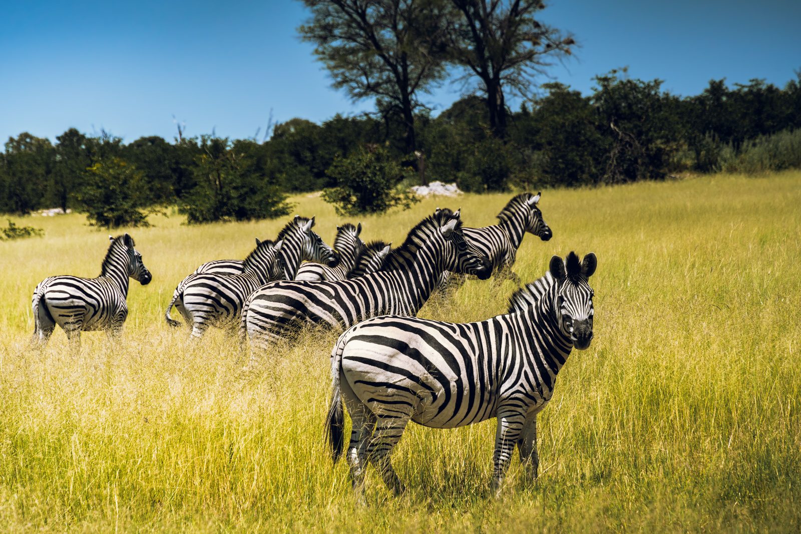 Kudde steppezebra's steekt de Mara-rivier over tijdens de Grote Trek
